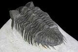 Bargain, Coltraneia Trilobite Fossil - Huge Faceted Eyes #137703-5